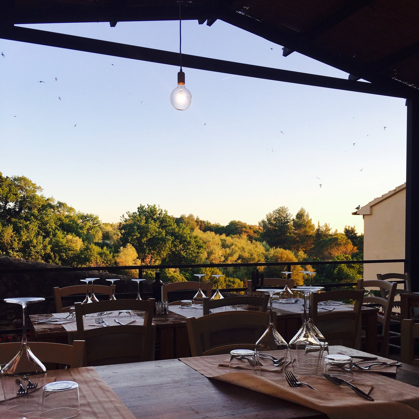 Visit two Bolgheri Wineries + superb Lunch