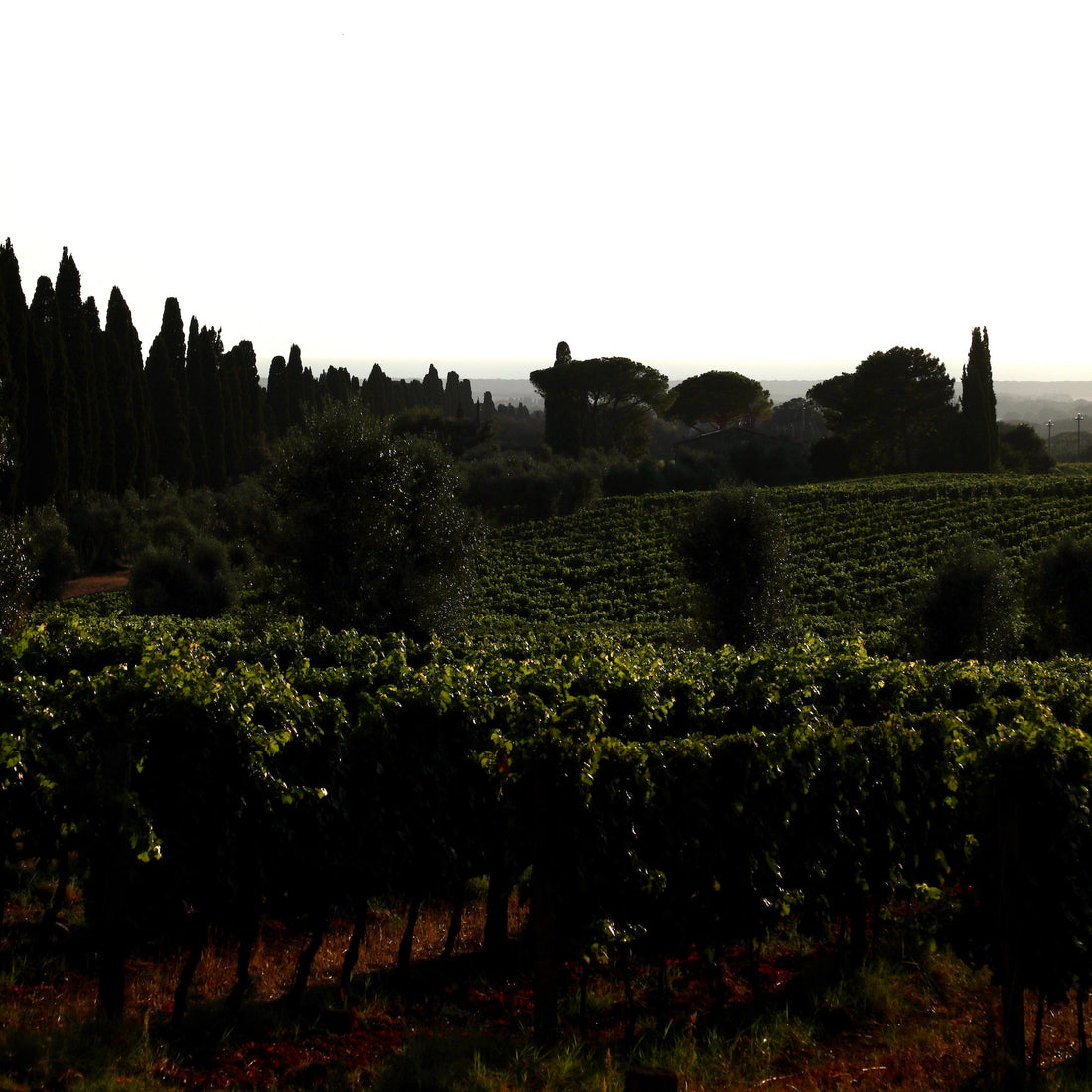 Why Bolgheri belongs to Italy's elite wine regions