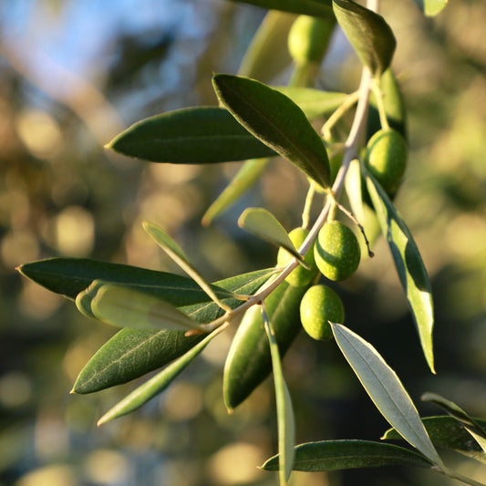 Olive Harvest Experience