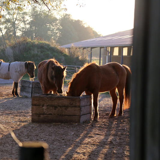 Horseback Riding through the Pine Forest